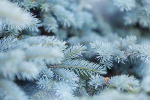 blue spruce tree for sale