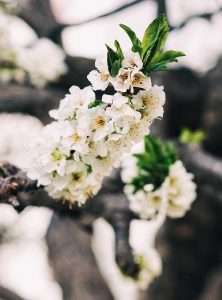 bradford pear tree for sale