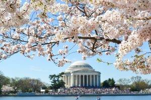 japanese cherry tree for sale