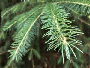 nordmann fir trees for sale