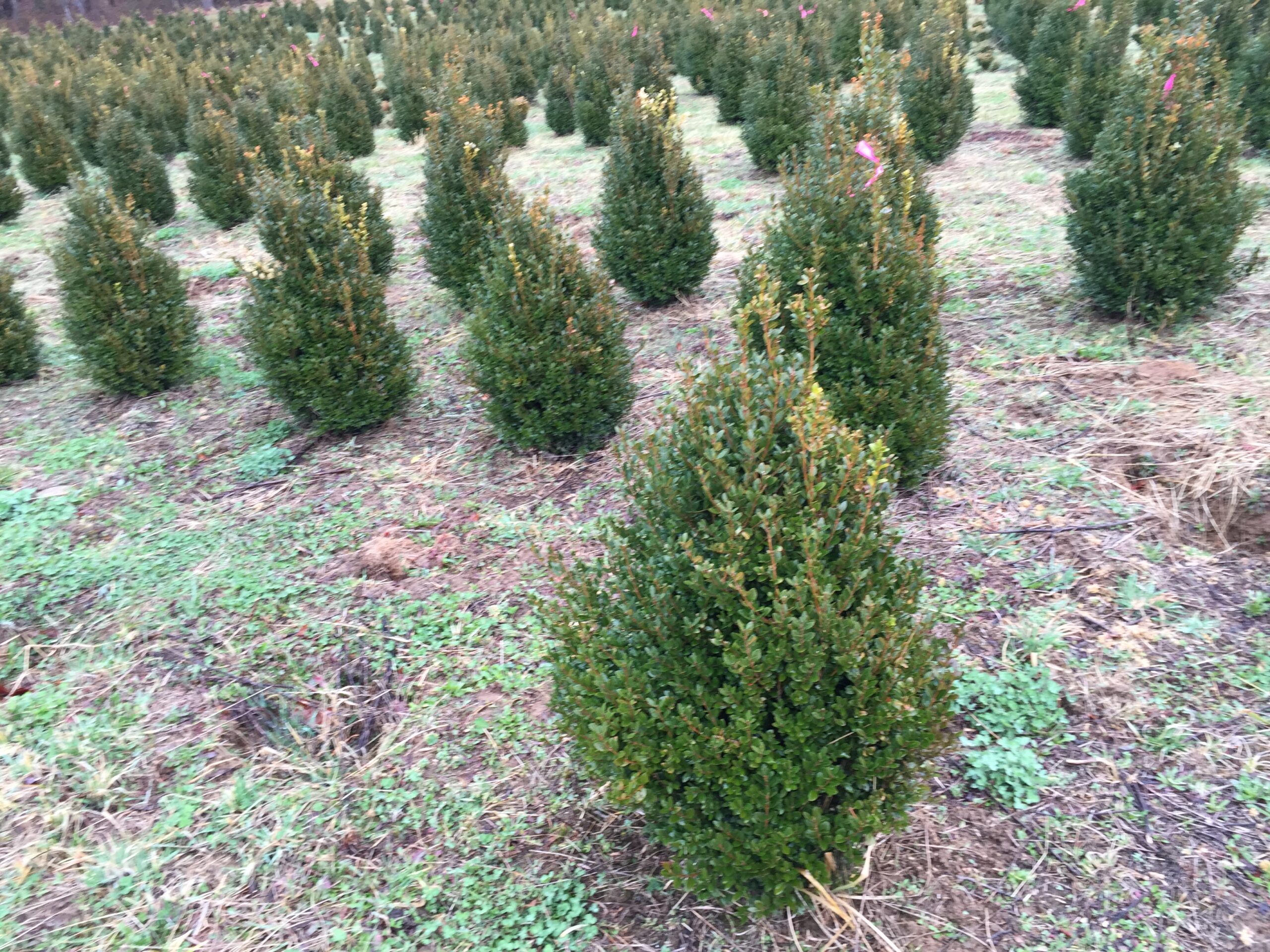 Buxus (Green Mountain)