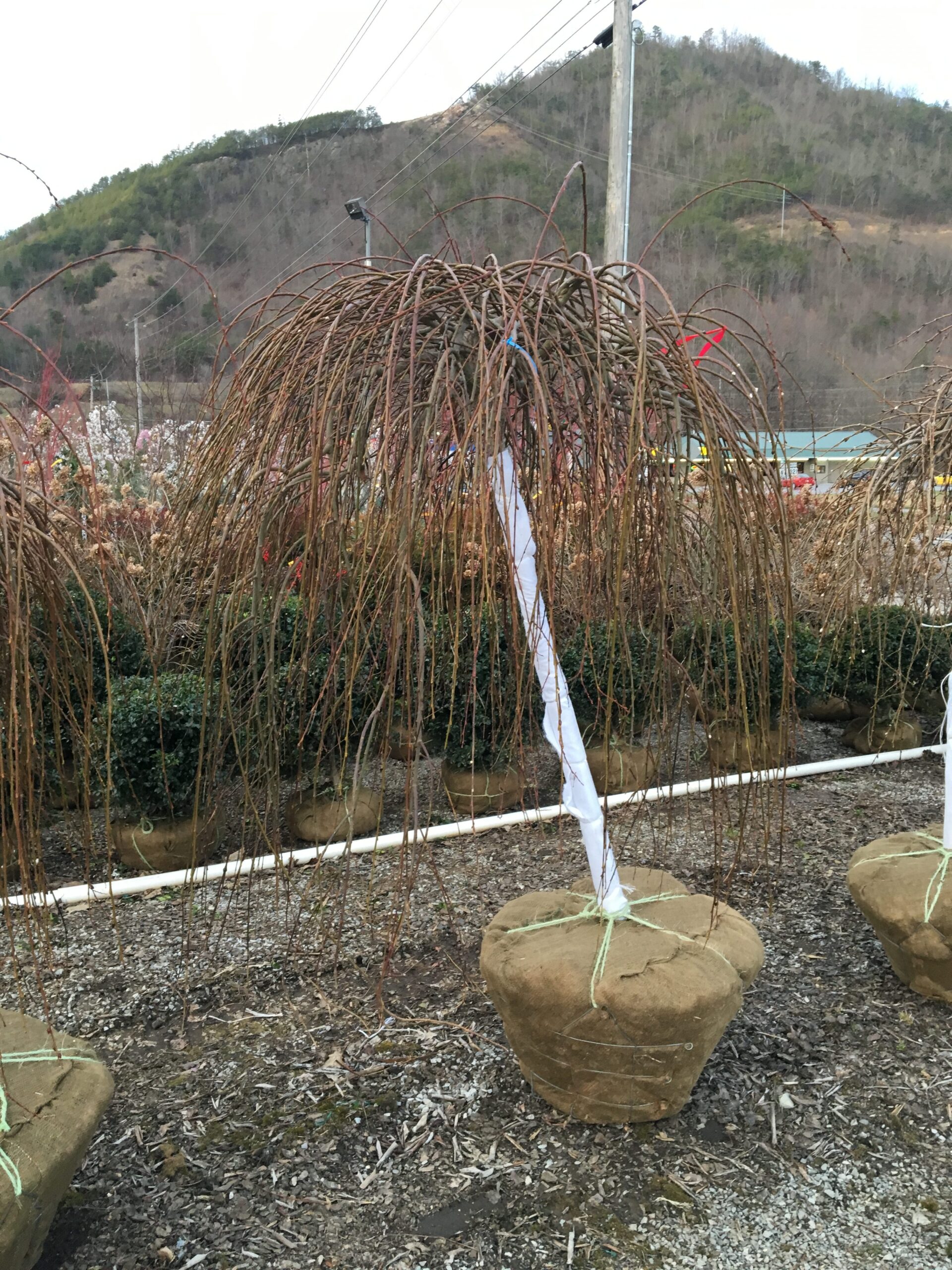 Morus Alba (Chaparral Weeping Mulberry)