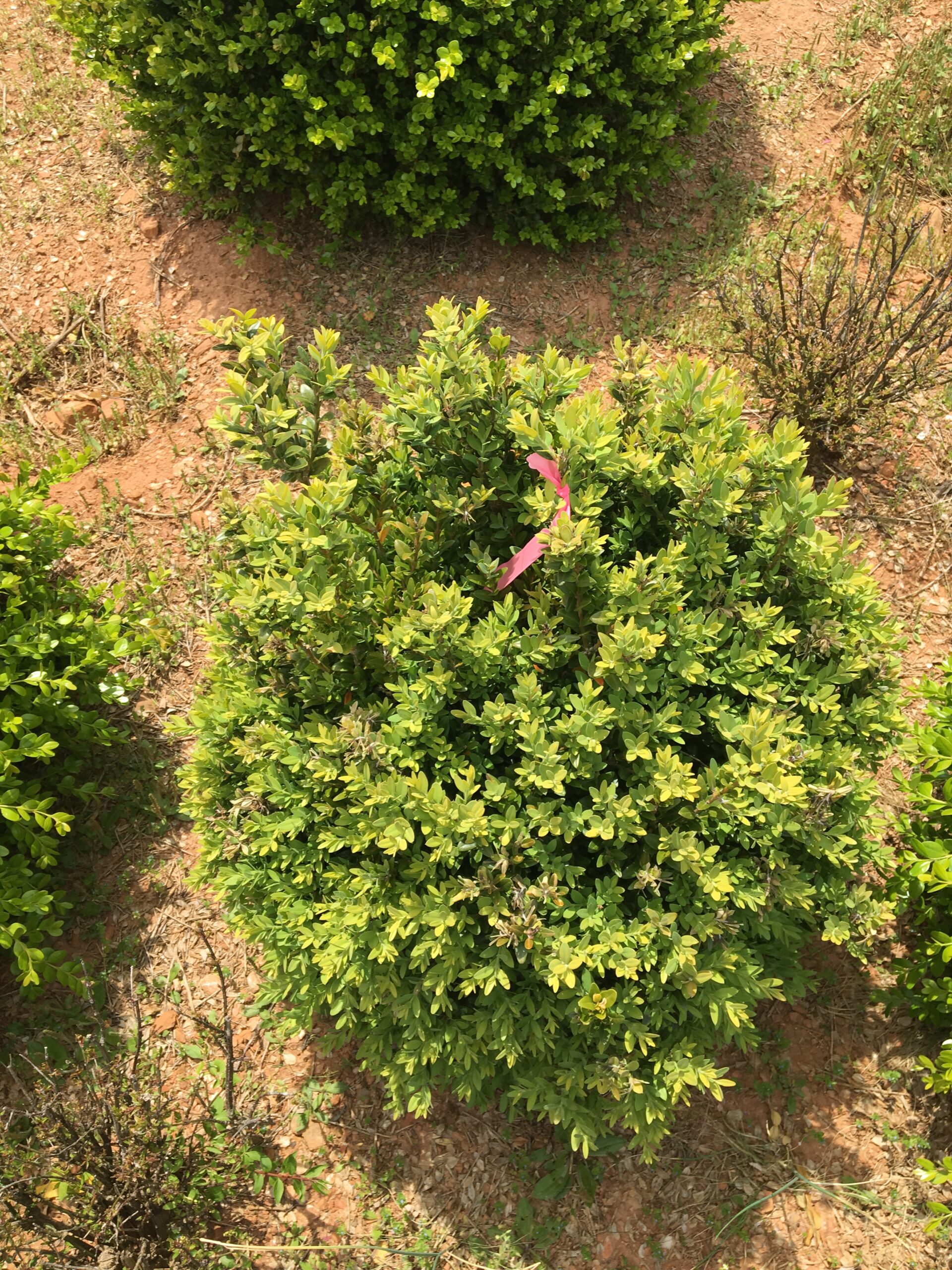 Buxus (Green Gem)