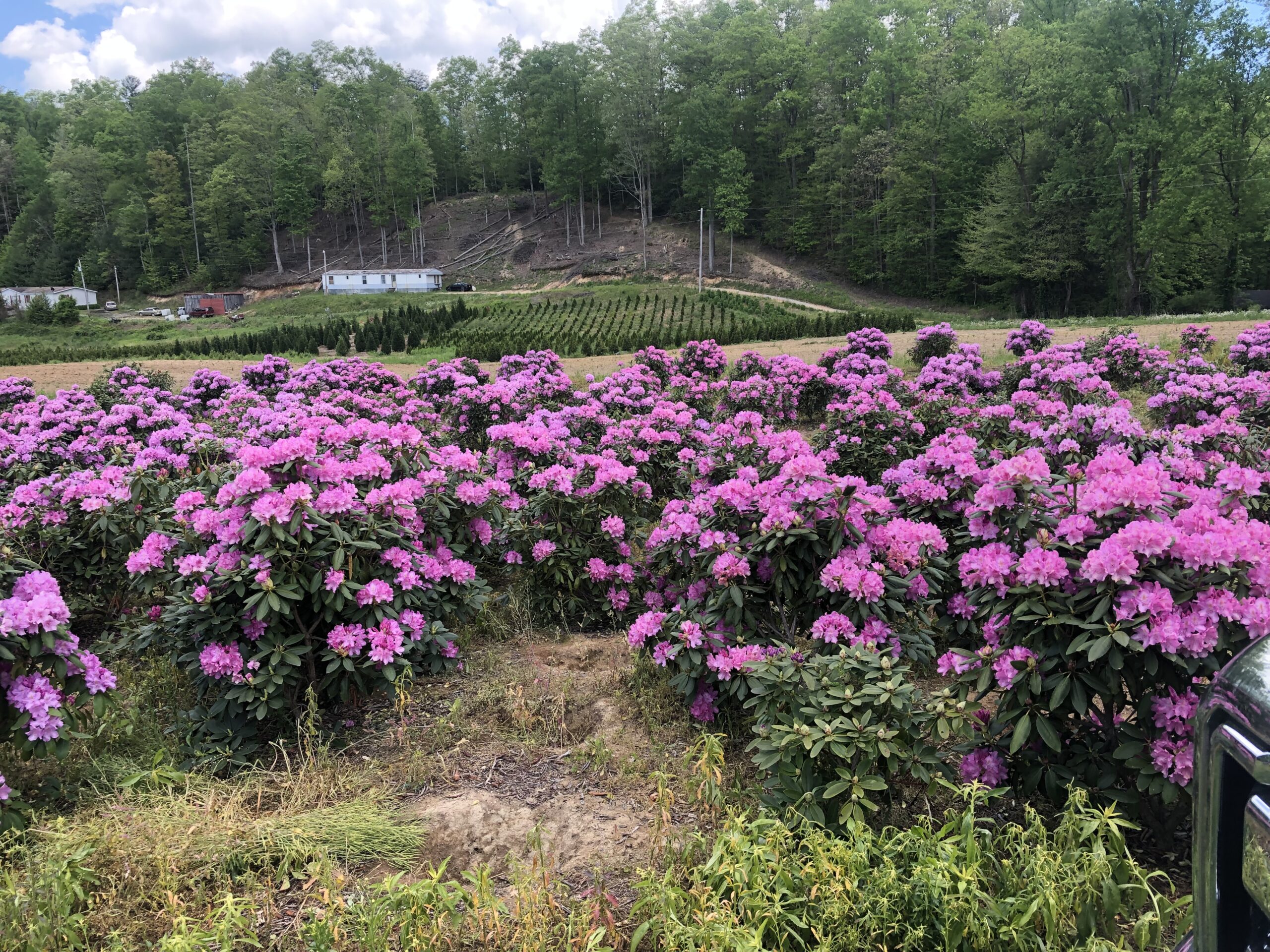 Hybrid Rhododendron